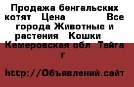 Продажа бенгальских котят › Цена ­ 20 000 - Все города Животные и растения » Кошки   . Кемеровская обл.,Тайга г.